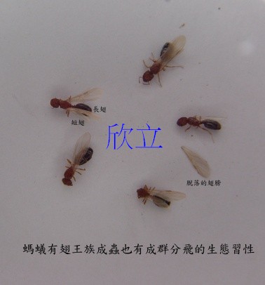 螞蟻也有有翅分飛的生態習性