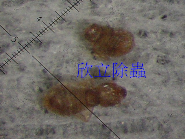 顯微鏡下的囓蟲-2 (體長不到 1 mm)