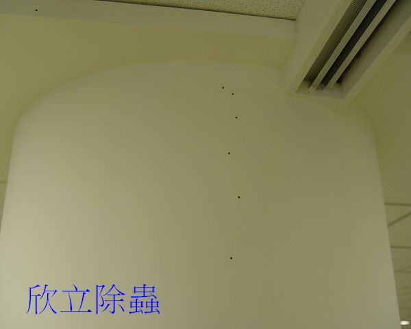 常見的木蠹蟲危害 : 3-3.55mm的圓形蟲孔
