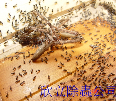 大量的螞蟻被蜘蛛的屍體給吸引過來 (001).jpg