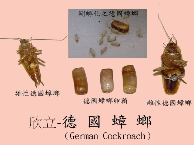 德國蟑螂的雌.雄及卵鞘