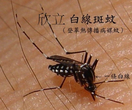 白線斑蚊