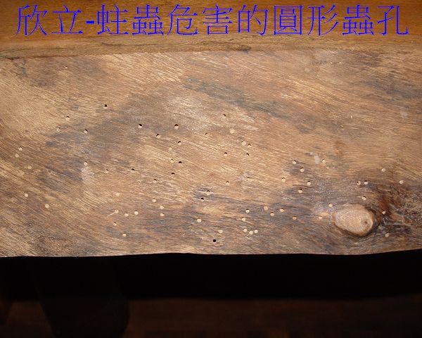 常見的木蠹蟲危害 : 3-3.55mm的圓形蟲孔-實木桌上