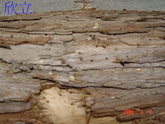 其他木材的木蠹蟲危害 : 1-1.5mm的圓形蟲孔